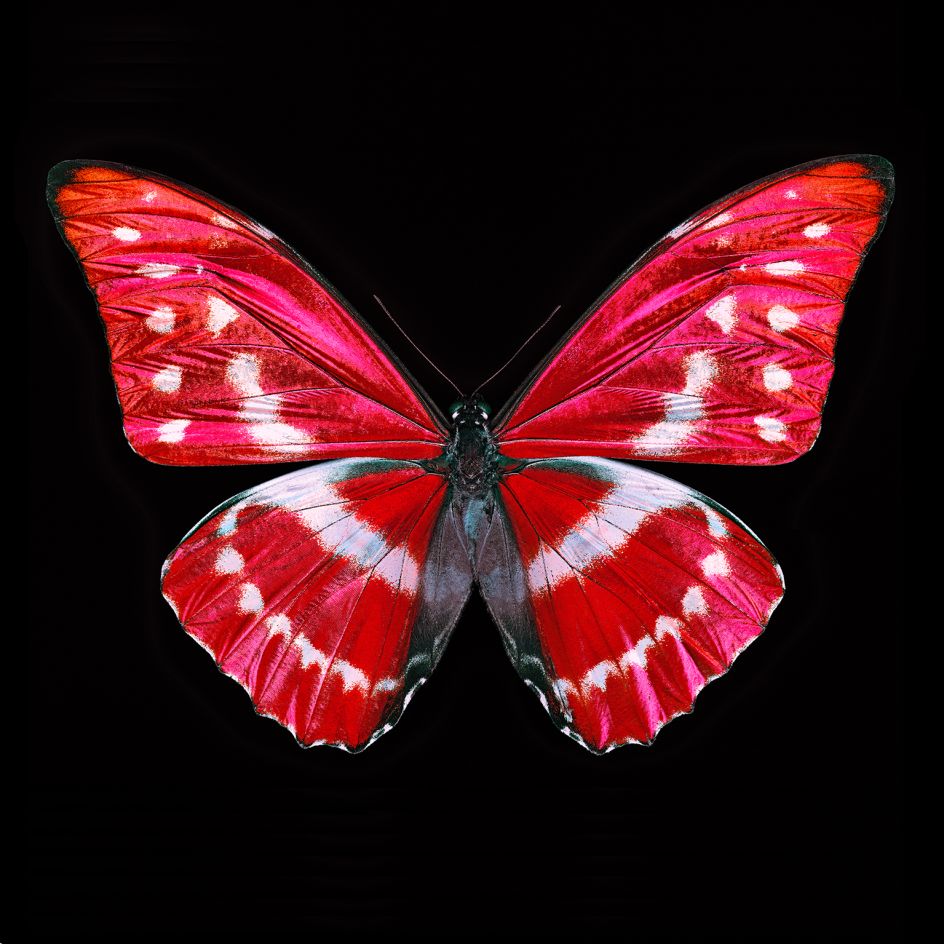 Butterfly X © Heiko Hellwig, www.lumas.com