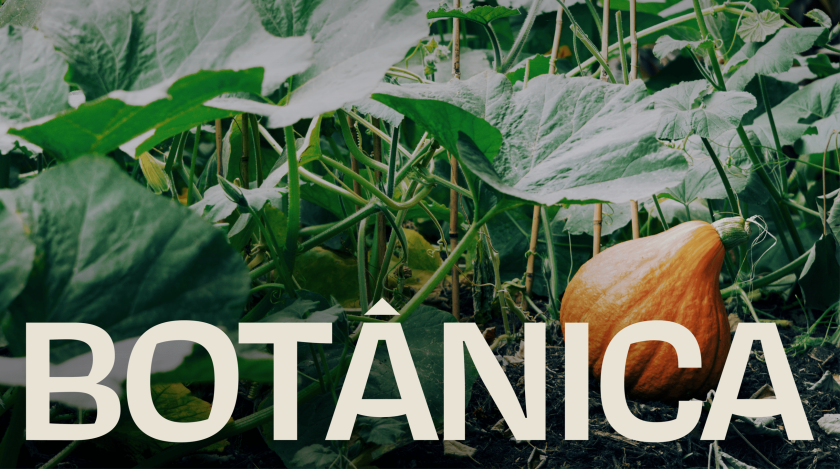 Botânica's visual identity is a sanctuary of serene design