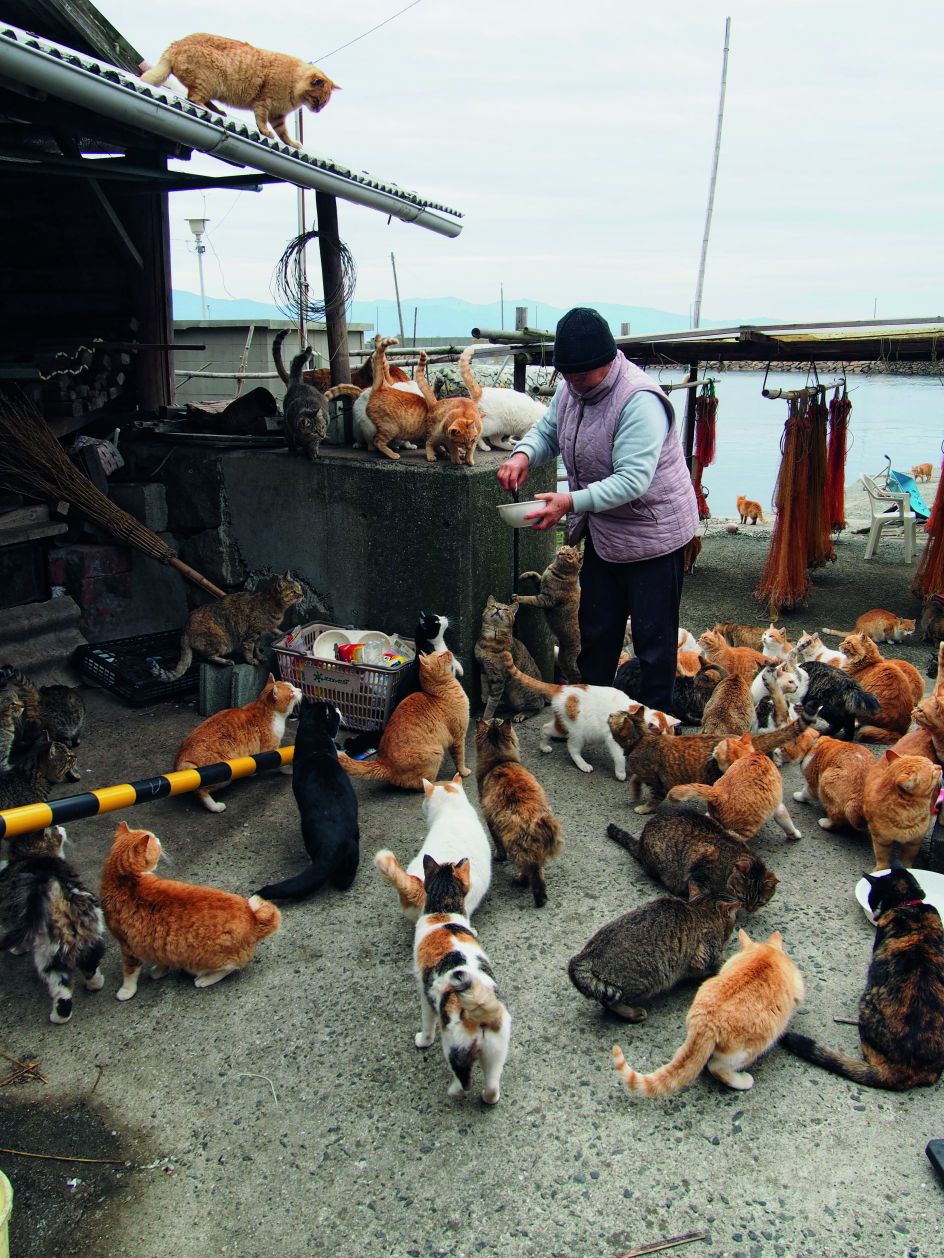 Local resident Naoko Kamimoto feeds the cats at Aoshima, a small, bucolic island off Ozu, in Ehime. In 1960, Aoshima had a population of 655, but now there are only 15 or so elderly residents. Photograph by Manami Okazaki