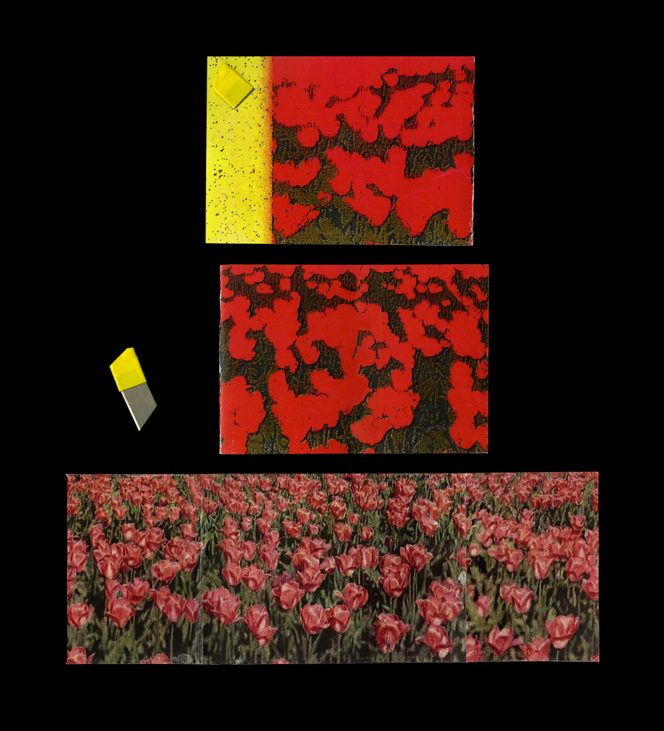 Shelby Guergis, Conflict Cards