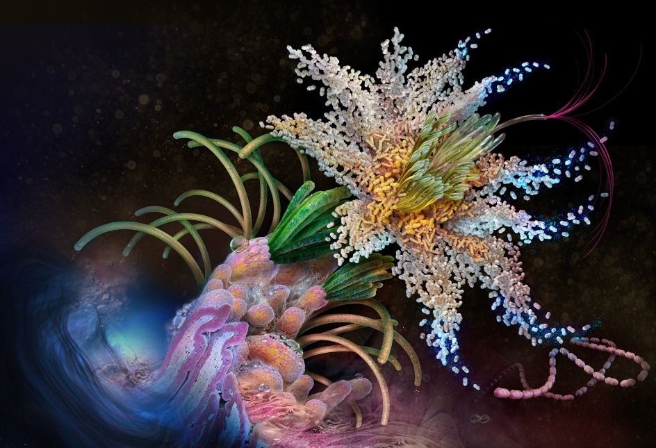 Flora Self Promotional by Cynthia Turner. Winner in the Graphics and Visual Communication Design Category, 2019-2020.