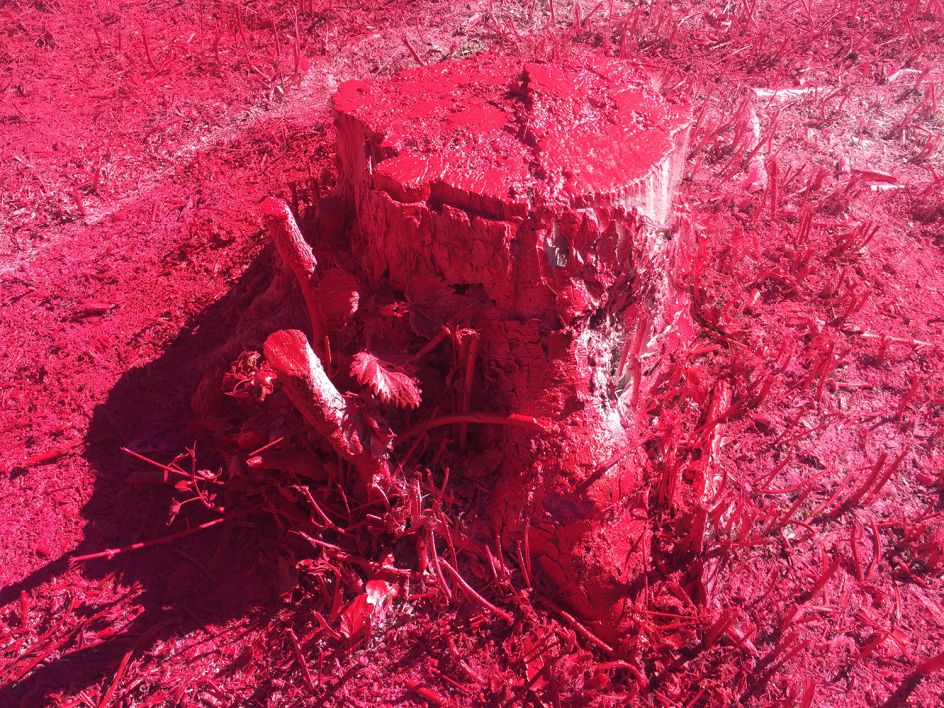 Katharina Grosse, Asphalt Air and Hair, 2017 ARoS Triennial THE GARDEN – End of Times; Beginning of Time. The Garden – The Future, Aarhus, Denmark. © Katharina Grosse und VG Bild-Kunst, Bonn 2017. Photo: Studio Grosse