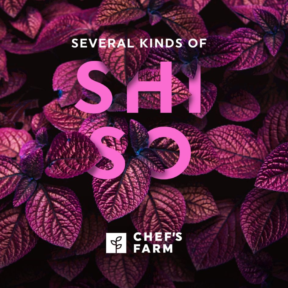 Opera Concept & Design