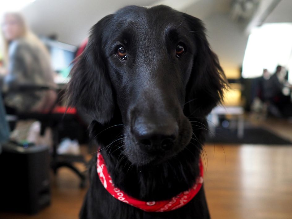 Cooper at Chimney Group