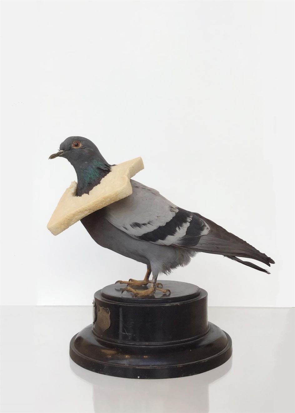 Pigeon with Bread © Nancy Fouts
