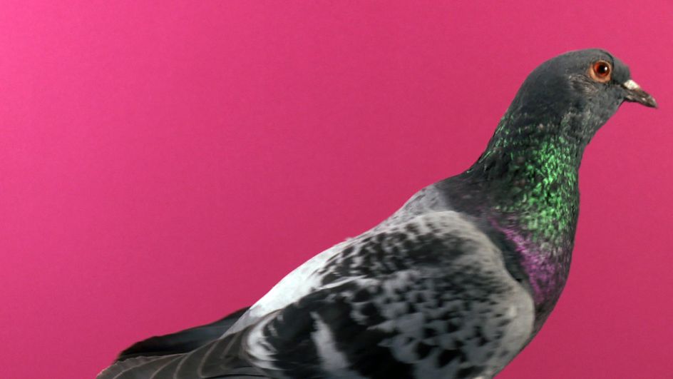 Paul Tarragó, Badger series, 2017 (c) the artist, courtesy Tintype