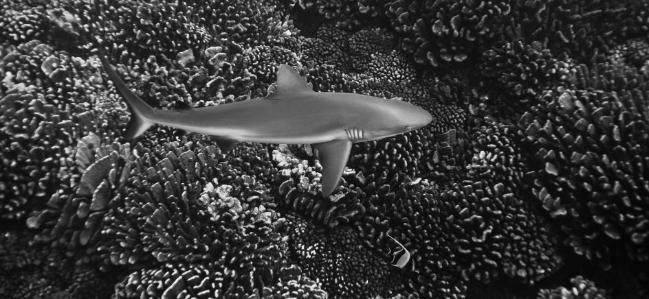 The Rose Garden © Jean-Marie Ghislain, www.lumas.com