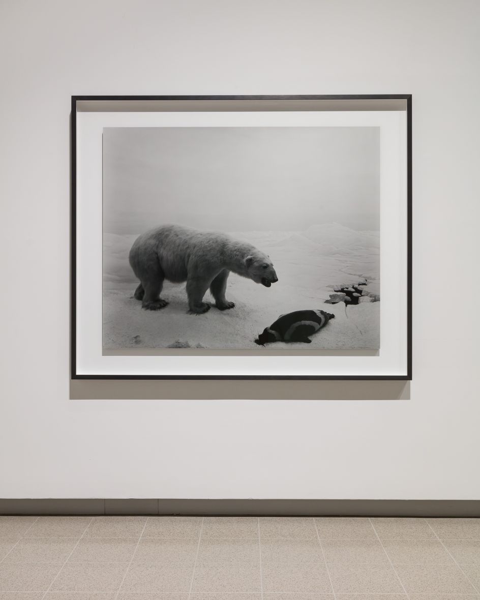 Installation view of Hiroshi Sugimoto, Polar Bear, 1976. Gelatin silver print. Photo: Mark Blower. Courtesy the artist and the Hayward Gallery.