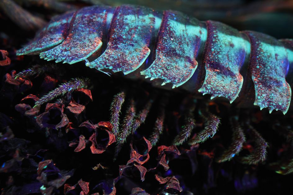 Still from Broken Spectre, 2022, five channel 4K video with 20.4 surround sound. Courtesy of the artist, Jack Shainman Gallery, New York and carlier | gebauer, Berlin/Madrid. © Richard Mosse. Co-commissioned by the National Gallery of Victoria, VIA Art Fund, the Westridge Foundation and Serpentine Galleries