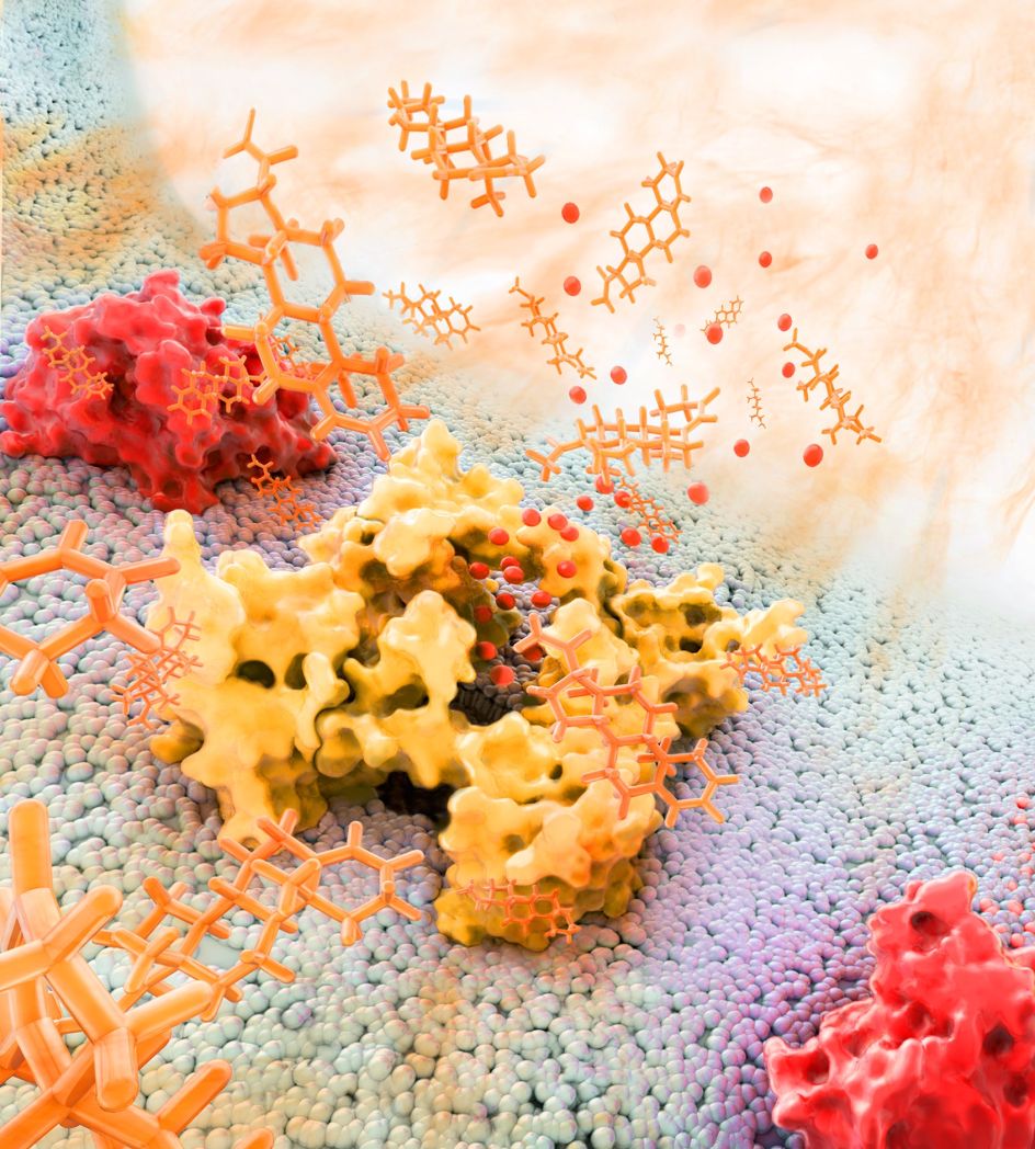 Progesterone and receptor molecular scene © Mesa Schumacher