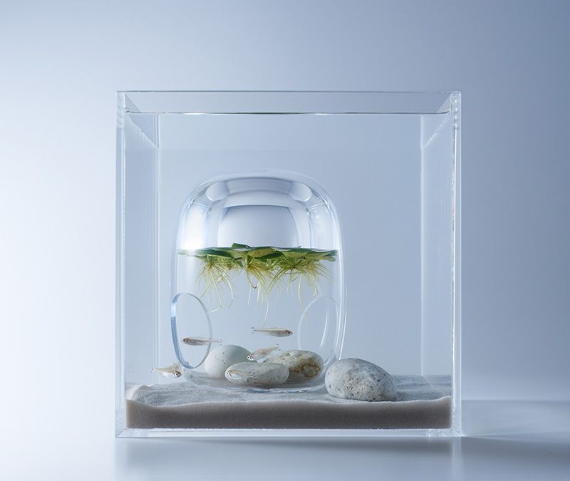 Waterscapes: Minimalist aquariums that float the idea of