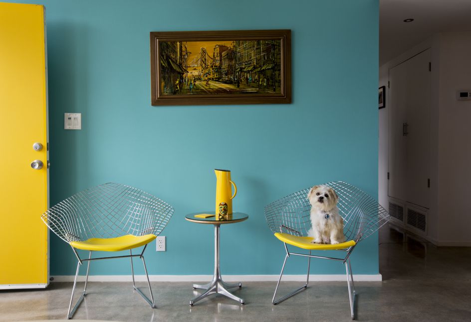 Jimmy, Jack Russell / Shih Tzu Mix Rescue. Architect: Donald Wexler, 1960 © Nancy Baron