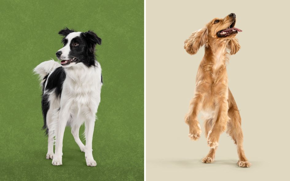 Credit: Robot Food / Harringtons