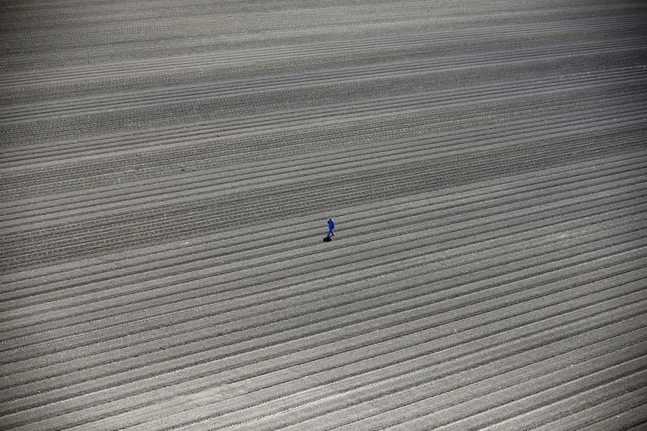 California Drought - Lucy Nicholson: A worker walks through farm fields in Los Banos, California, United States, May 5, 2015. California water regulators on Tuesday adopted the state's first rules for mandatory cutbacks in urban water use as the region's catastrophic drought enters its fourth year. (Professional Environment)