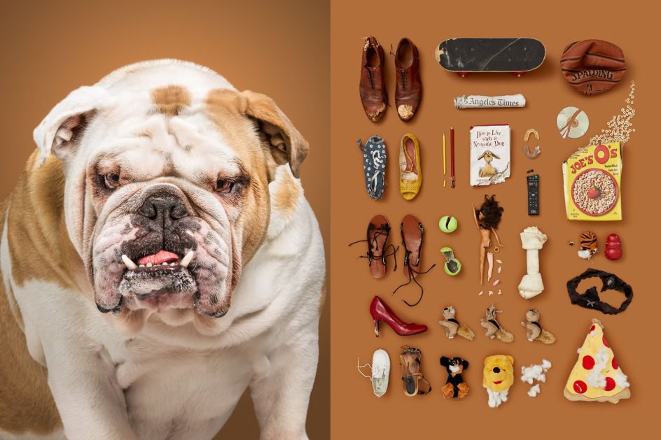 Meet Bear, the English Bulldog. English Bulldogs are known for their stubbornness and sometimes get frustrated when they don’t get what they want. So how does he channel all that frustration? By chewing everything he can!