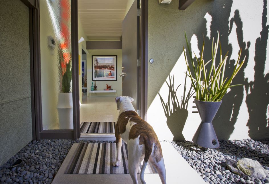 Tippi, Boxer / Bulldog Mix. Architect: William Krisel, 1956 © Nancy Baron