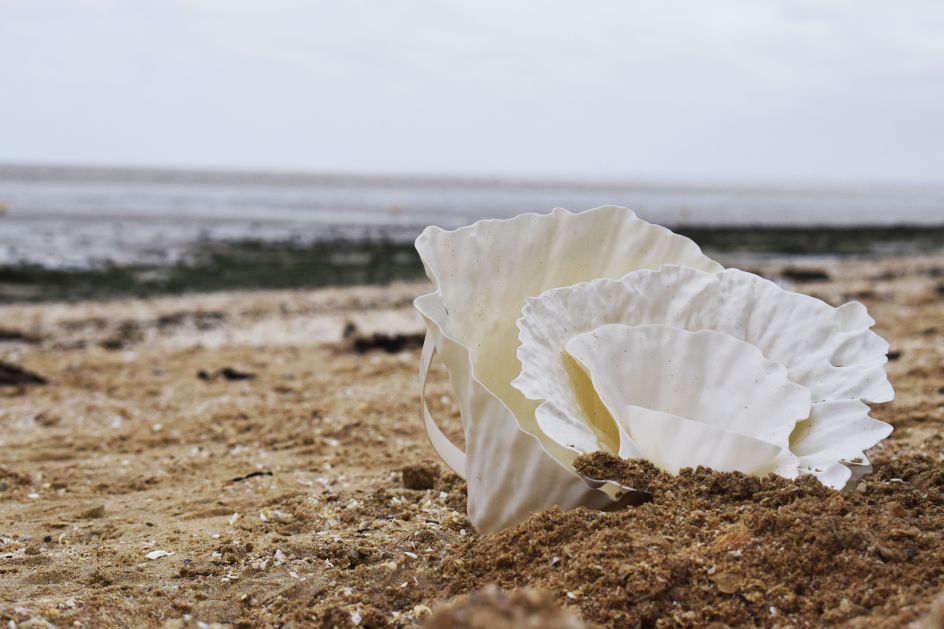 Image credit: Rosie Lonsdale