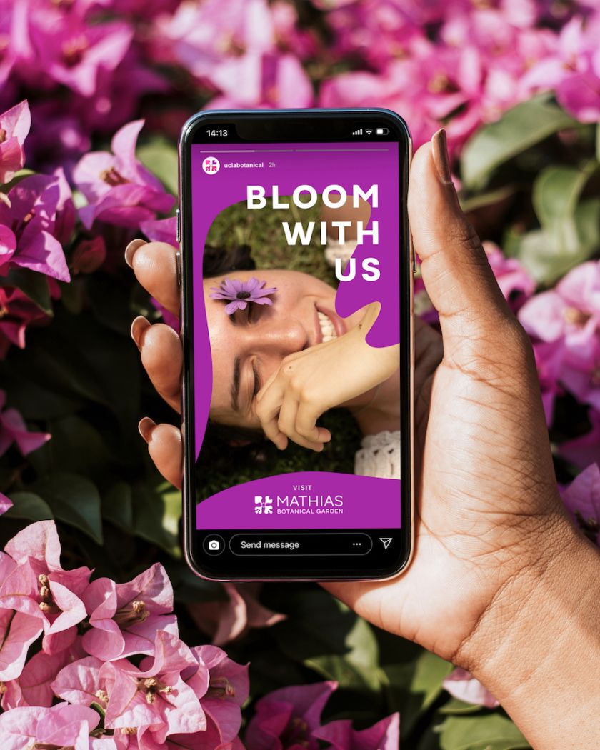 Native California flower informs UCLA Mathias Botanical Garden identity