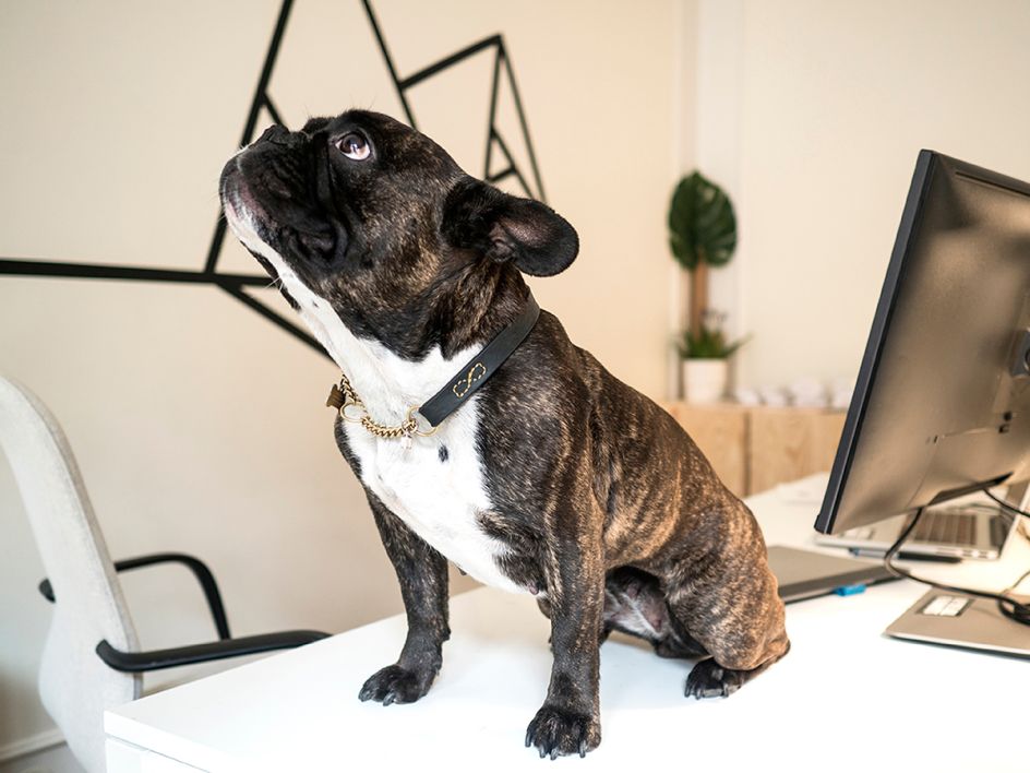 Decibel at Good Luck Have Fun