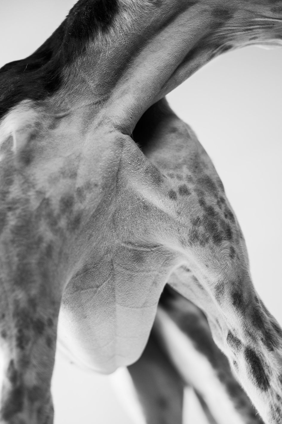 Elle Pérez, animal, 2019/2021