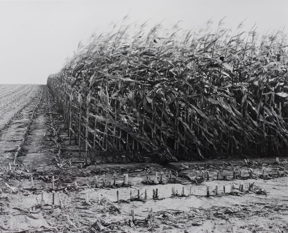 ￼￼￼Maize Cutting at Serre. © Peter Cattrell