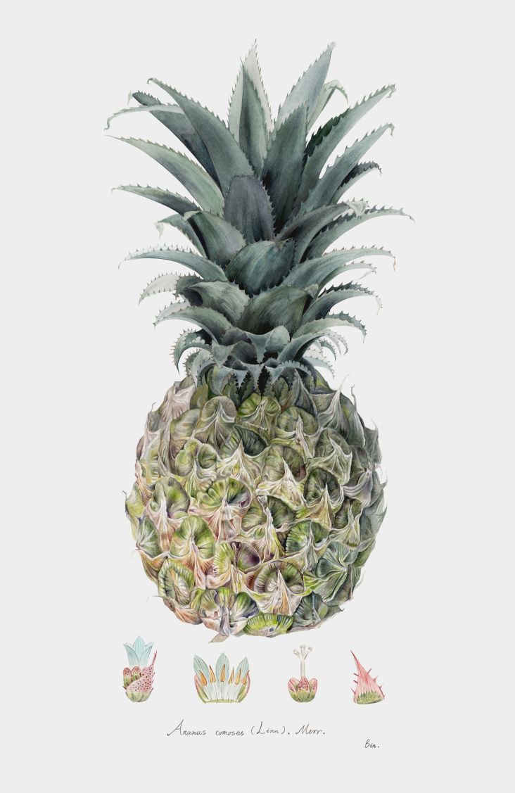 © Bin Qian: Pineapple