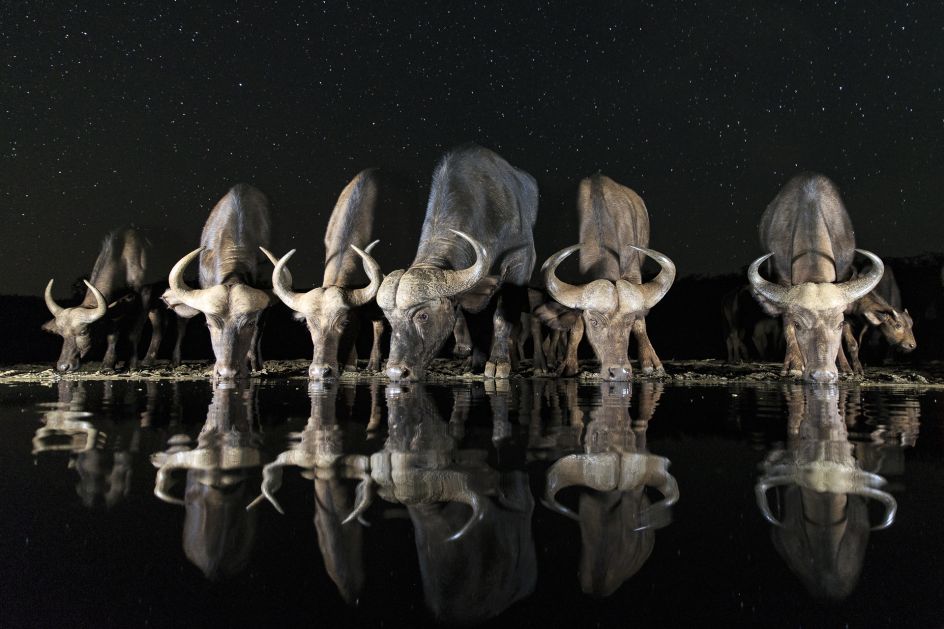 Sitting in a hide in the pitch black African night. All of a sudden a herd of cape buffaloes comes in to the water hole to get a drink © Andreas Hemb, Sweden, Shortlist, Open, Wildlife, 2017 Sony World Photography Awards