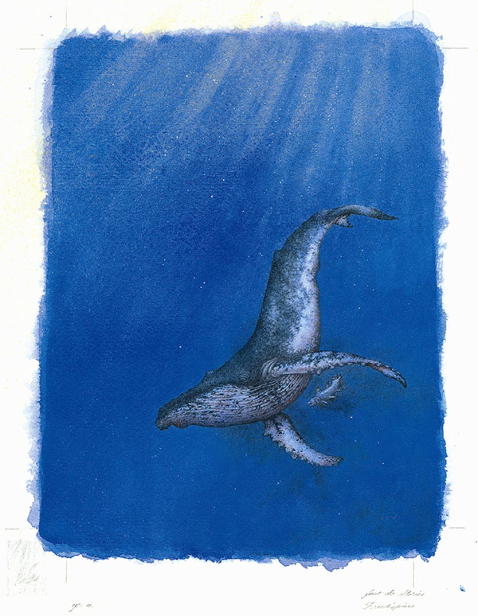 How the Whale Got His Throat from The Folio Society Limited Edition of Just So Stories by Rudyard Kipling © Niroot Puttapipat, 2012