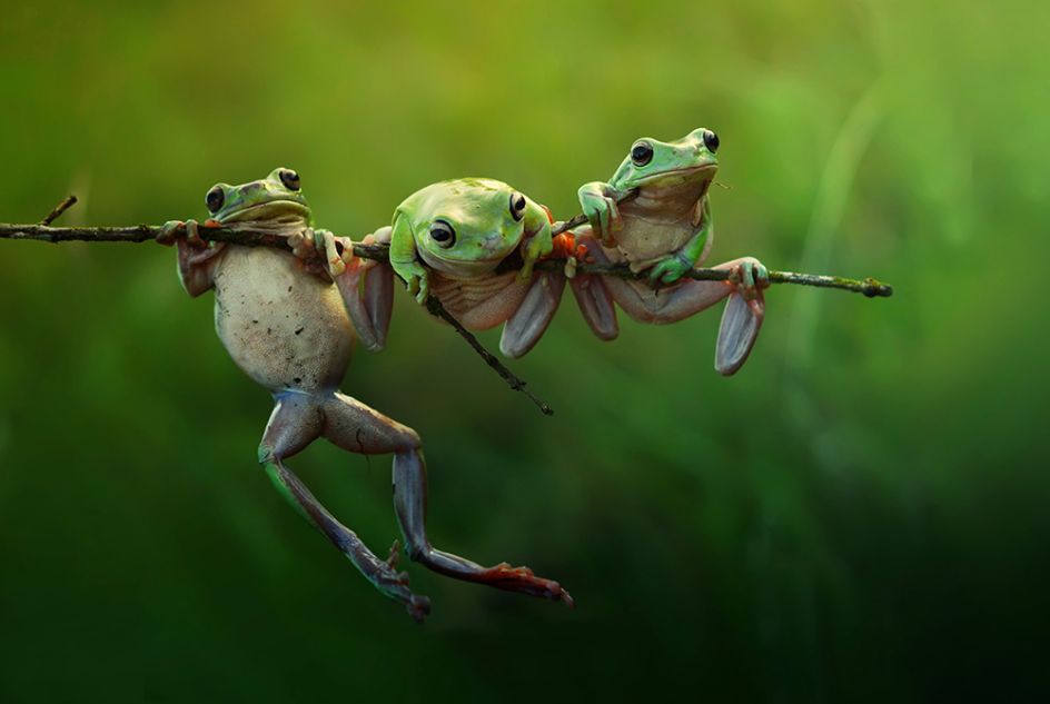 Frog Story by Harfian Herdi, Indonesia, Shortlist, Nature &Wildlife, Open, 2015 Sony World Photography Awards