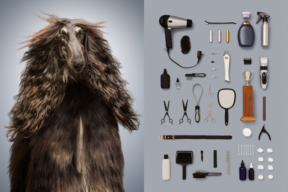 Here is Zig, the Afghan Hound that spends most of his days competing in dog shows to compete (and win!) the All-Breed Show title.