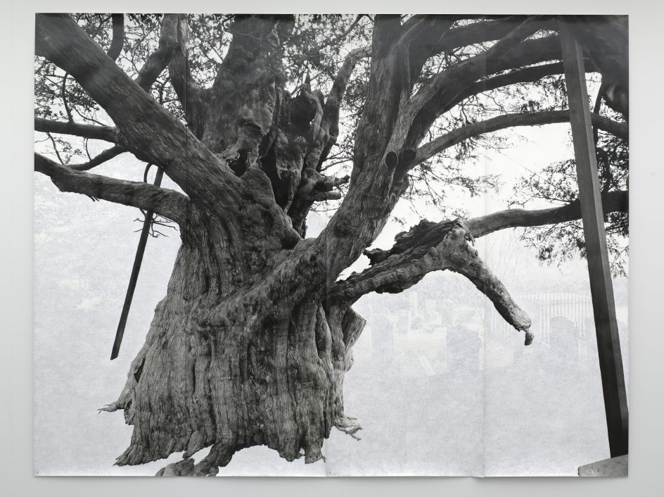 Tacita Dean Crowhurst II, 2007 © the artist 2020	 Courtesy Collection de Pont Museum, Tilburg (NL) Photo: Peter Cox