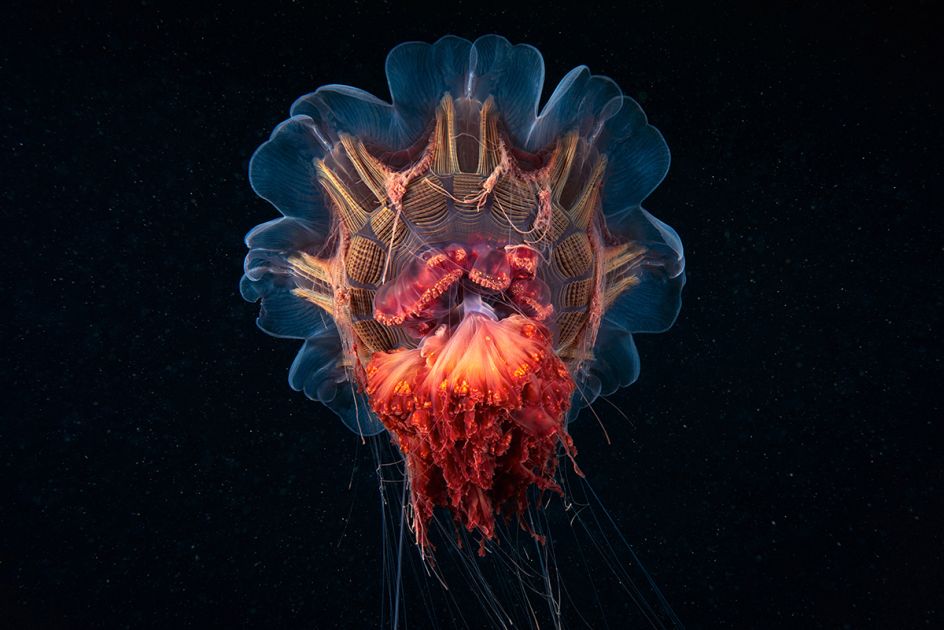 Real World Aliens - Alexander Semenov: This series represent exploration of the most extreme and far cold-water seas, washing the coasts of Russia, because only few people in the world had chance to dive there. (Professional Environment)