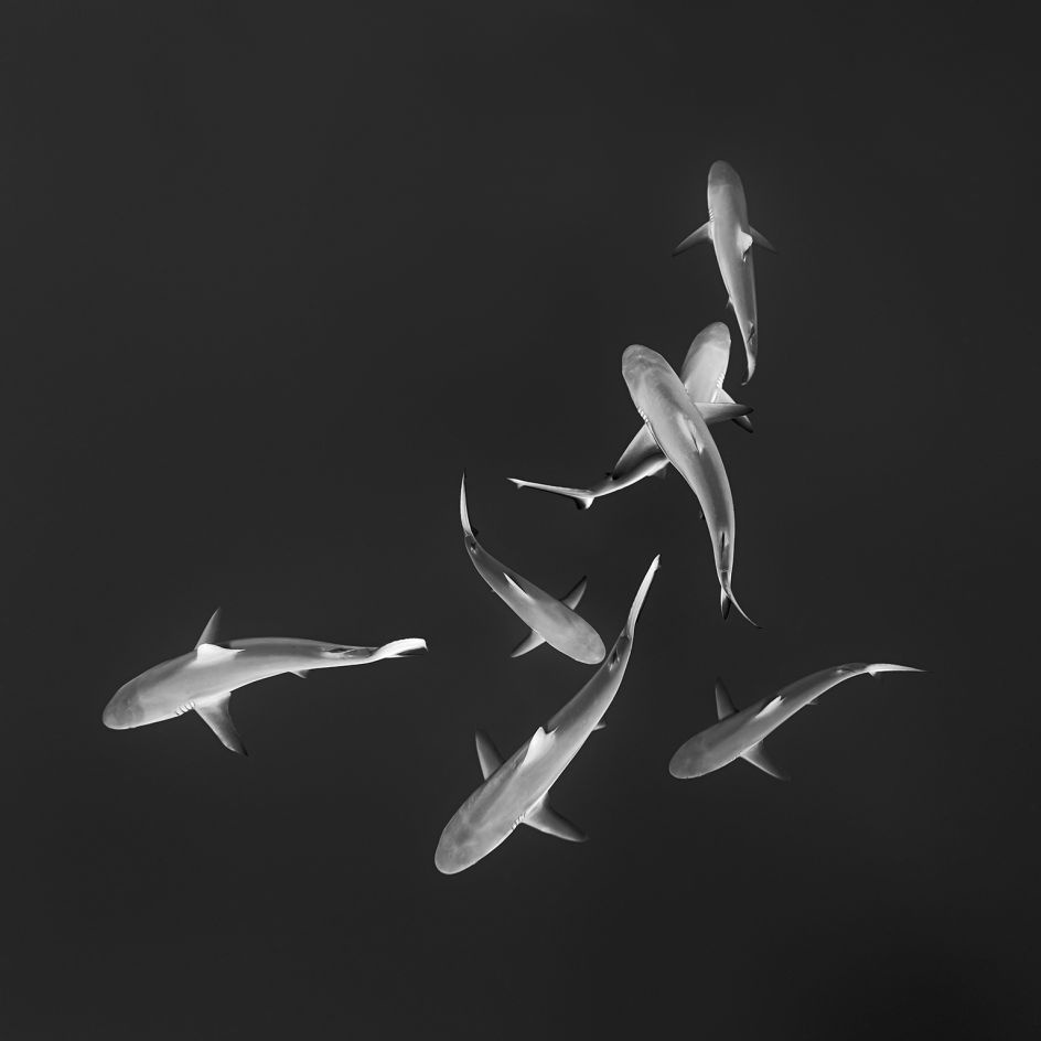 Family Portrait II © Jean-Marie Ghislain, www.lumas.com