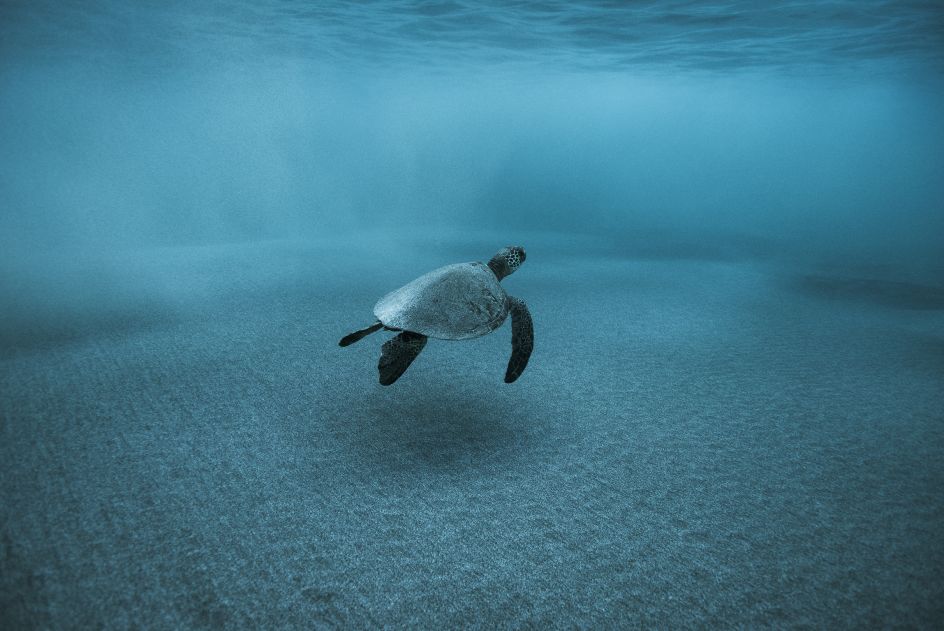 Morning Flight © Jean-Marie Ghislain, www.lumas.com
