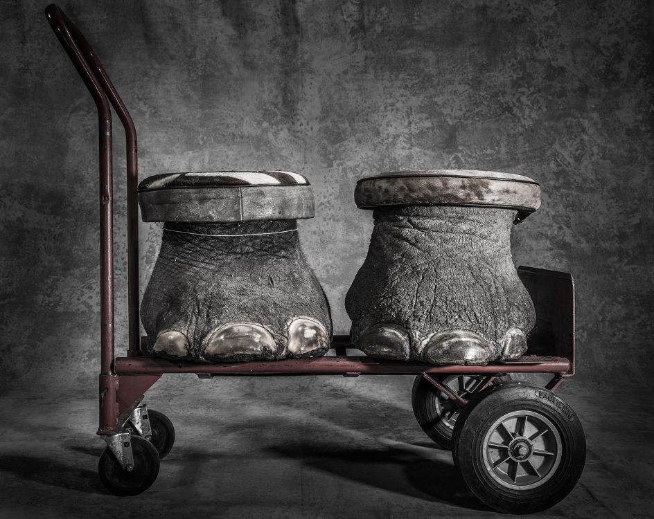 Surely an elephant foot is of no real use to anyone but the animal itself. These elephant feet were attempted to be smuggled from Africa to the US, but were seized by the American Border Patrol and are currently stored at the National Wildlife Repository Denver, Colorado, USA. I have been documenting illegally traded wildlife products since August 2016 at borders and airport across the globe. © Britta Jaschinski. Open Single Image Winner, Magnum and LensCulture Photography Awards 2017