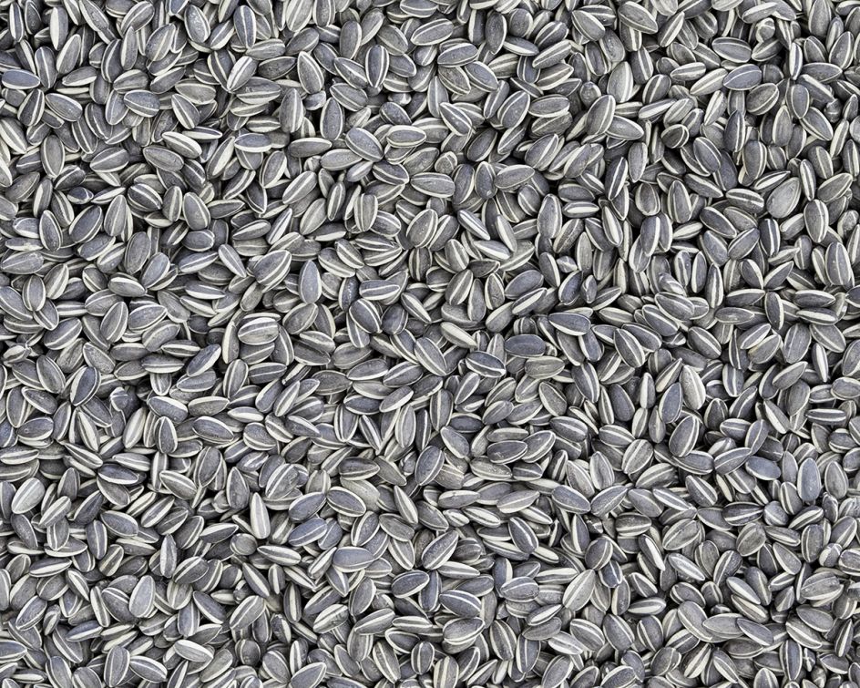 Ai Weiwei Sunflower Seeds, 2010 Detail Porcelain, Ai Weiwei Studio