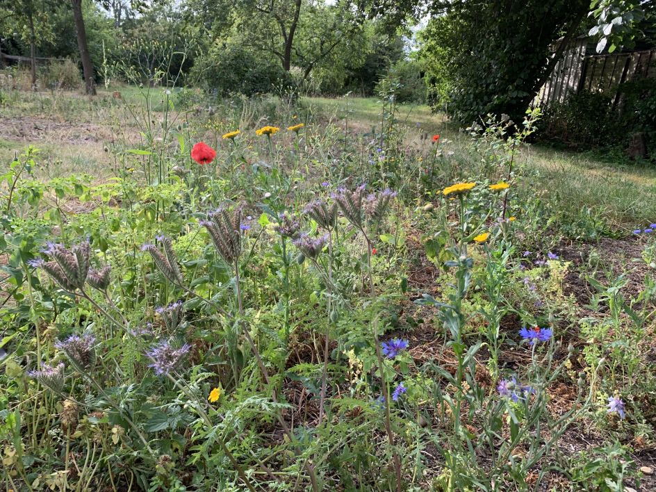Ben Brignell's wildflower meadow