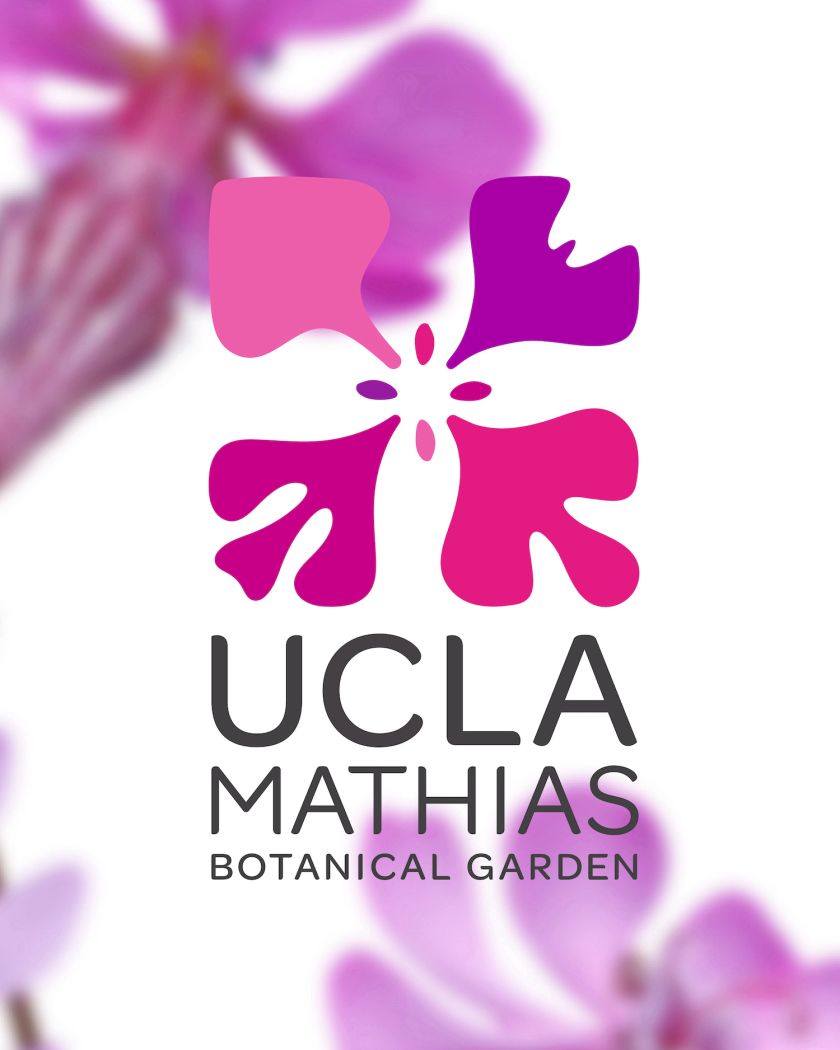 Native California flower informs UCLA Mathias Botanical Garden identity