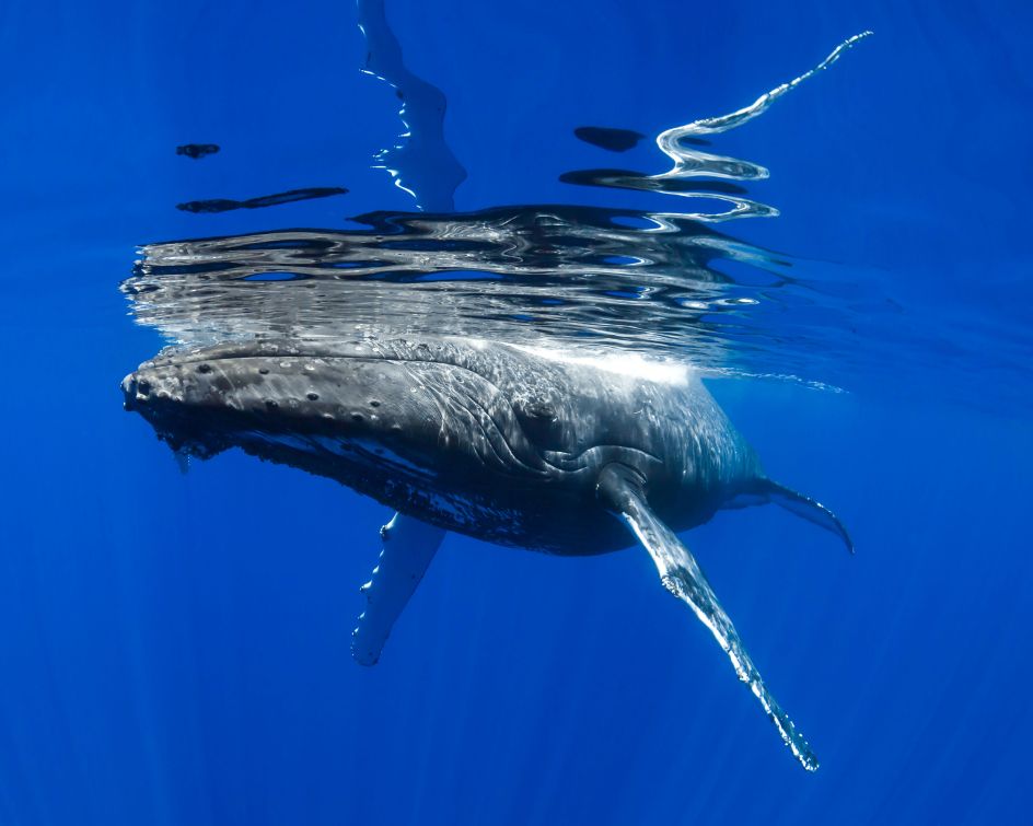 Image credit: Chris Knight