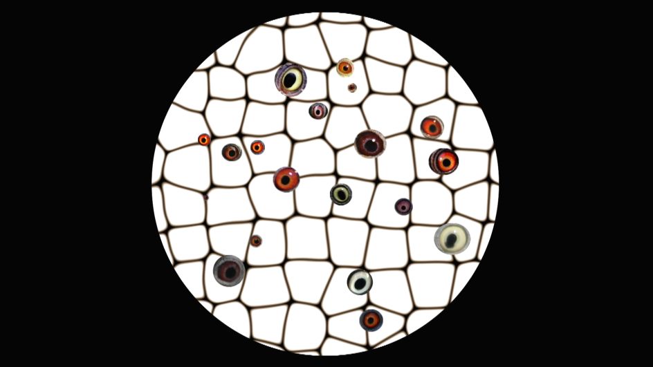 Paul Tarragó, Badger series, 2017 (c) the artist, courtesy Tintype