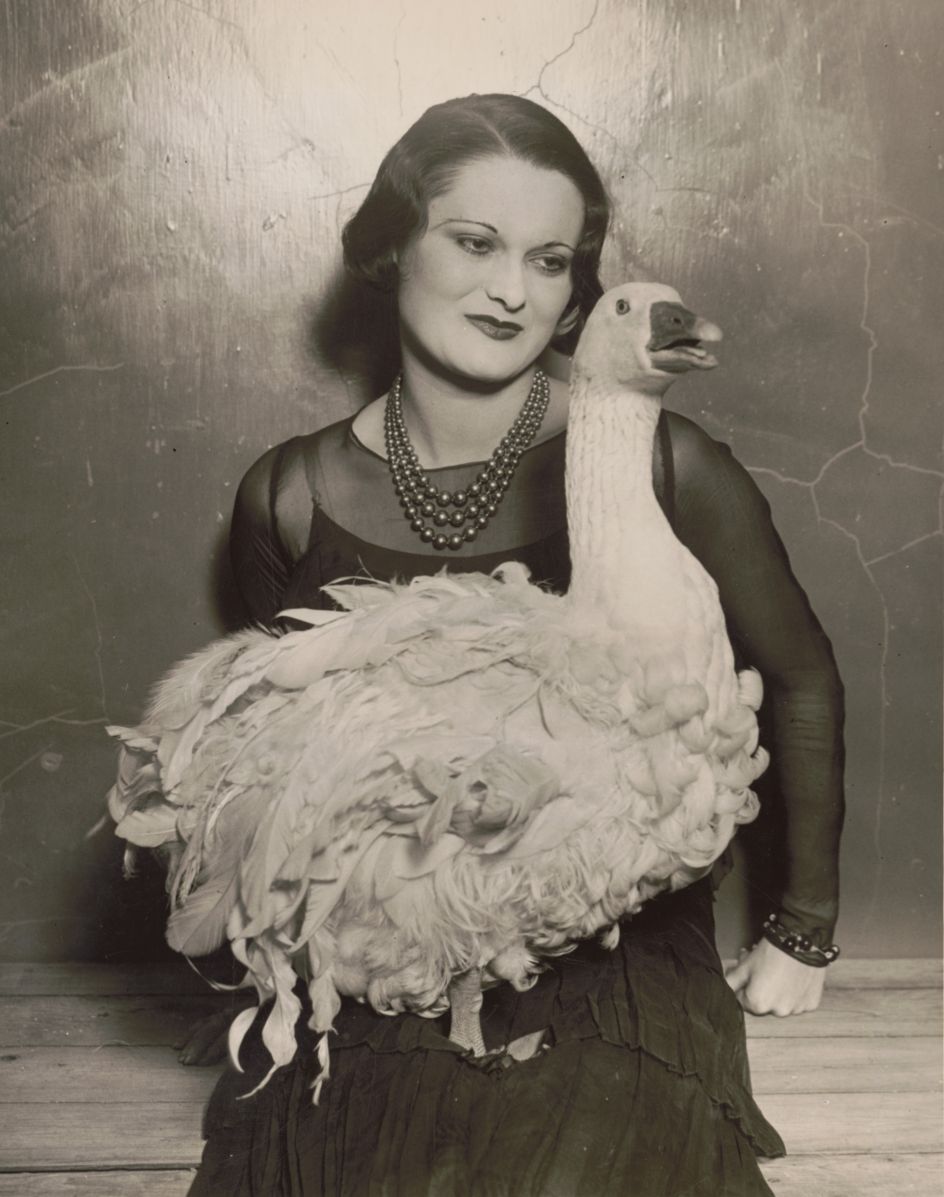 Not an Ostrich: ‘Floradora goose’ at 41st annual Poultry Show, Madison Square Garden, 1930. (From the Library of Congress, Prints & Photographs Division)