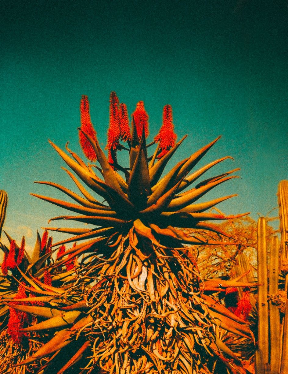 Kate Bellm, Aloe Boom, 2017. Printed on Hahnemühle Rag Paper 34 x 44 cm  Edition 1 of 5 plus 2 AP (KB 096)