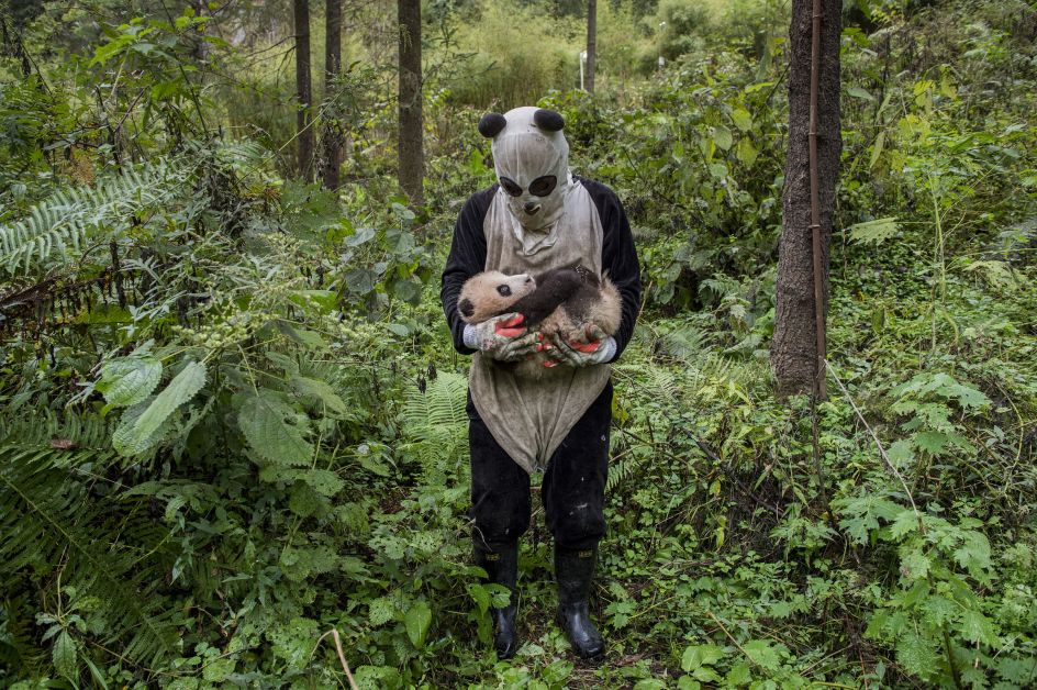 Is a panda cub fooled by a panda suit? That’s the hope at Wolong’s Hetaoping center, where captive-bred bears training for life in the wild are kept relatively sheltered from human contact, even during a rare hands-on checkup | © Ami Vitale, United States of America, Shortlist, Professional, Natural World, 2017 Sony World Photography Awards