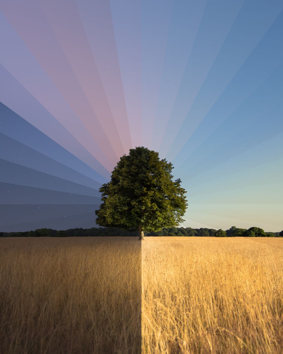 Lone Tree  © Matt Kenneally