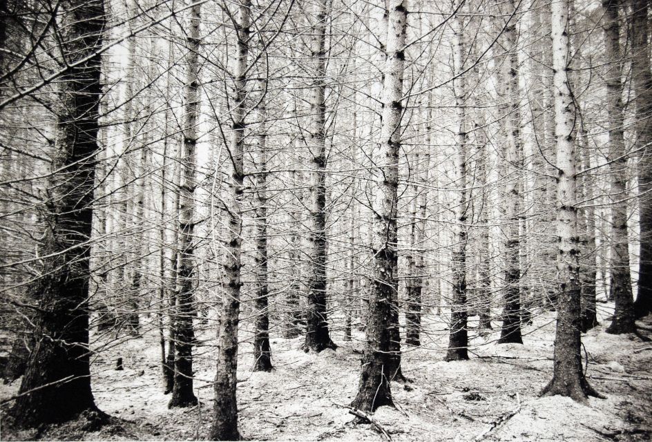 ‘Dialogical Possibilities: Visualising Urban Nature and Wildness in Scotland and India’ Work by Ravi Argawal