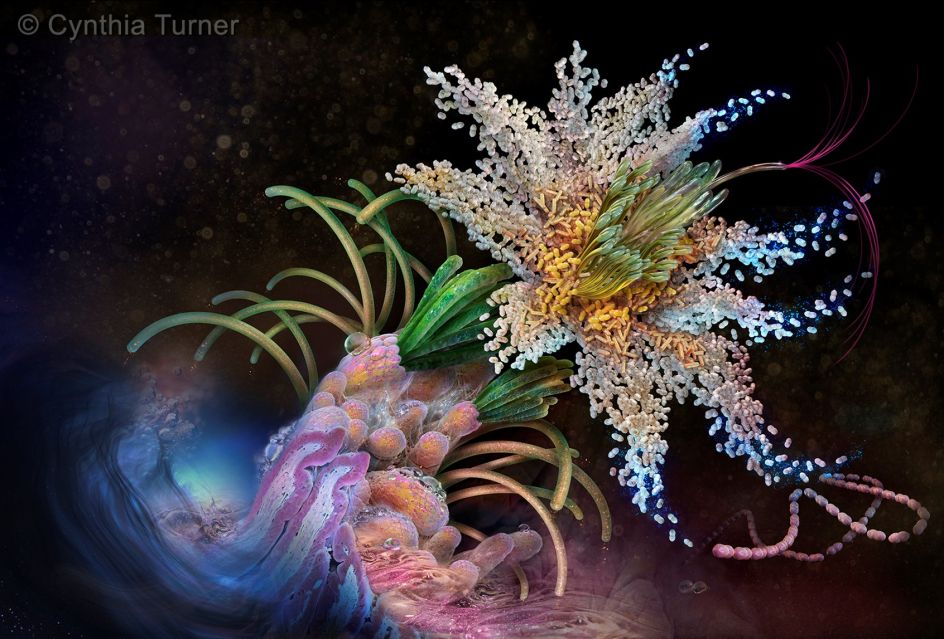 Flora: Gastric Biota © Cynthia Turner