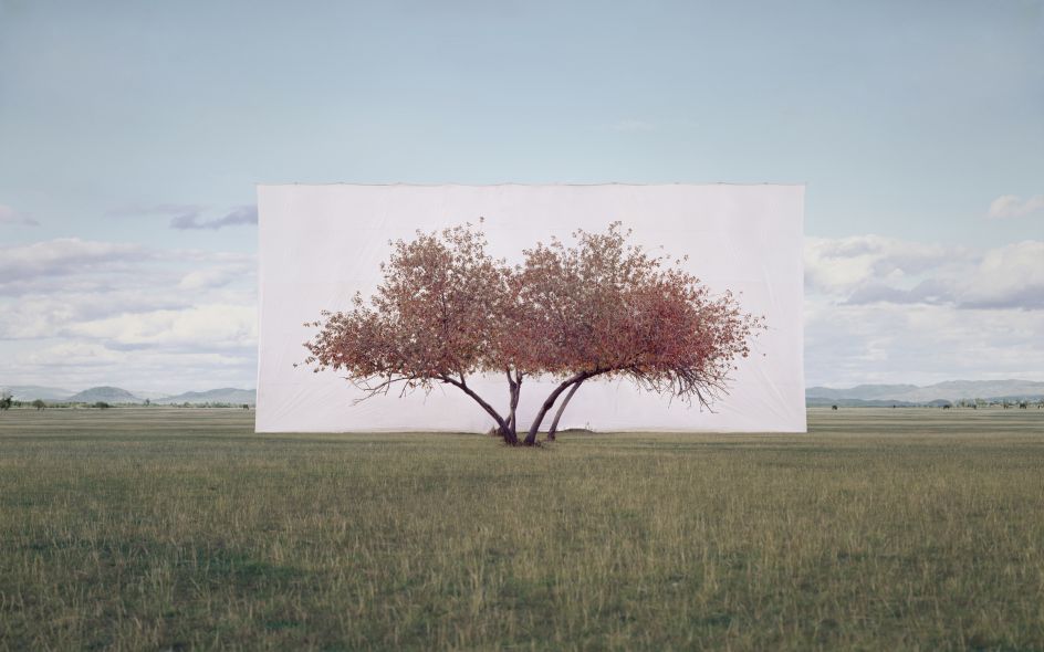 Myoung Ho Lee Tree... #2, 2012 © the artist 2020  Courtesy Myoung Ho Lee and Gallery Hyundai