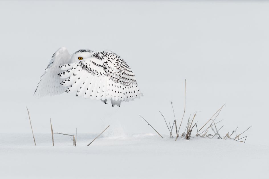 Copyright: © Milo Angelo Ramella, Italy, Entry, Open, Wildlife (Open competition), 2018 Sony World Photography Awards