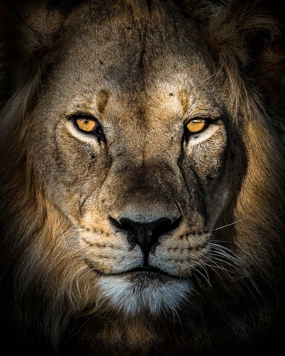 Copyright: © Matthieu  Rivart, France, Entry, Open, Wildlife (Open competition), 2018 Sony World Photography Awards