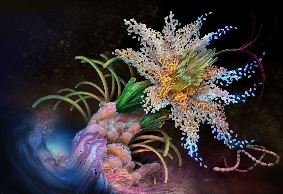 Flora Self Promotional by Cynthia Turner. Winner in the Graphics and Visual Communication Design Category, 2019-2020.